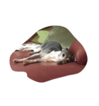 犬のシラスちゃん（個別スタンプ：8）