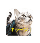 かいつんつん（個別スタンプ：5）