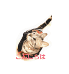 かいつんつん（個別スタンプ：10）