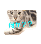 かいつんつん（個別スタンプ：11）