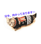 かいつんつん（個別スタンプ：12）