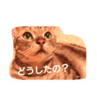かいつんつん（個別スタンプ：15）