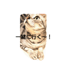 かいつんつん（個別スタンプ：24）
