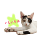 ねこのねこ美（個別スタンプ：1）