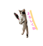 ねこのねこ美（個別スタンプ：2）