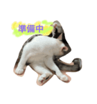 ねこのねこ美（個別スタンプ：3）