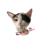 ねこのねこ美（個別スタンプ：4）