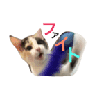 ねこのねこ美（個別スタンプ：5）
