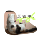 ねこのねこ美（個別スタンプ：6）