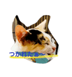 ねこのねこ美（個別スタンプ：7）
