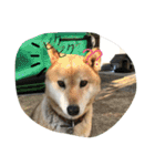 柴犬のひな2017（個別スタンプ：2）