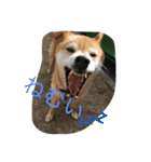 柴犬のひな2017（個別スタンプ：3）