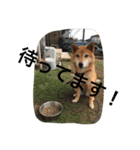 柴犬のひな2017（個別スタンプ：4）