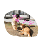 柴犬のひな2017（個別スタンプ：5）