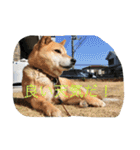 柴犬のひな2017（個別スタンプ：6）