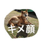 柴犬のひな2017（個別スタンプ：8）