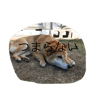 柴犬のひな2017（個別スタンプ：9）