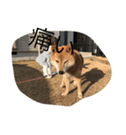 柴犬のひな2017（個別スタンプ：10）