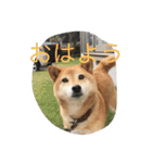 柴犬のひな2017（個別スタンプ：11）
