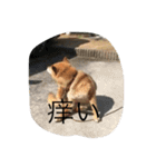 柴犬のひな2017（個別スタンプ：14）