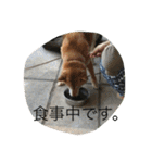 柴犬のひな2017（個別スタンプ：15）