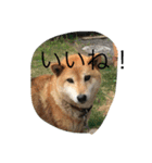 柴犬のひな2017（個別スタンプ：17）