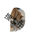 柴犬のひな2017（個別スタンプ：18）
