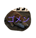 柴犬のひな2017（個別スタンプ：23）