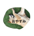 柴犬のひな2017（個別スタンプ：24）
