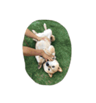 柴犬のひな2017（個別スタンプ：25）