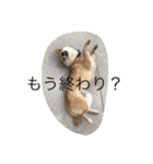 柴犬のひな2017（個別スタンプ：26）