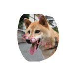 柴犬のひな2017（個別スタンプ：27）
