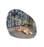 柴犬のひな2017（個別スタンプ：28）
