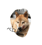 柴犬のひな2017（個別スタンプ：30）