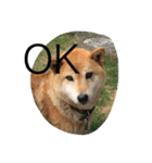柴犬のひな2017（個別スタンプ：31）