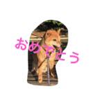 柴犬のひな2017（個別スタンプ：33）