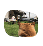 柴犬のひな2017（個別スタンプ：35）