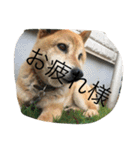 柴犬のひな2017（個別スタンプ：37）
