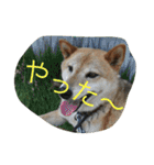 柴犬のひな2017（個別スタンプ：38）