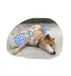 柴犬のひな2017（個別スタンプ：39）