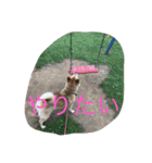 柴犬のひな2017（個別スタンプ：40）
