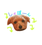 ノーフォークのペロちゃんのpart2（個別スタンプ：1）