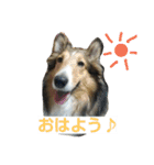 シェルティ天ちゃん（個別スタンプ：1）