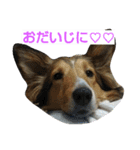シェルティ天ちゃん（個別スタンプ：5）