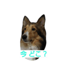 シェルティ天ちゃん（個別スタンプ：9）