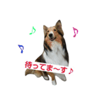 シェルティ天ちゃん（個別スタンプ：12）