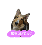 シェルティ天ちゃん（個別スタンプ：15）