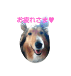 シェルティ天ちゃん（個別スタンプ：16）