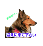 シェルティ天ちゃん（個別スタンプ：30）