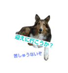 シェルティ天ちゃん（個別スタンプ：31）